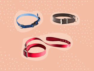 Best Dog Collars
