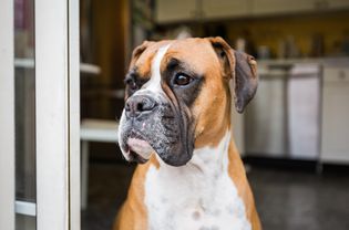 Boxer dog standing in front of open door.