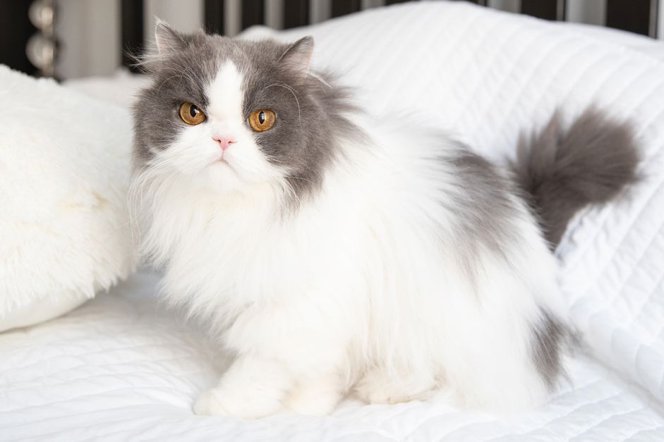 白色和灰色的波斯猫坐在白色床上特写