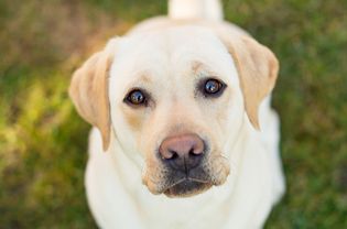 High Angle Portrait of a Yellow Lab Looking up at the Camera