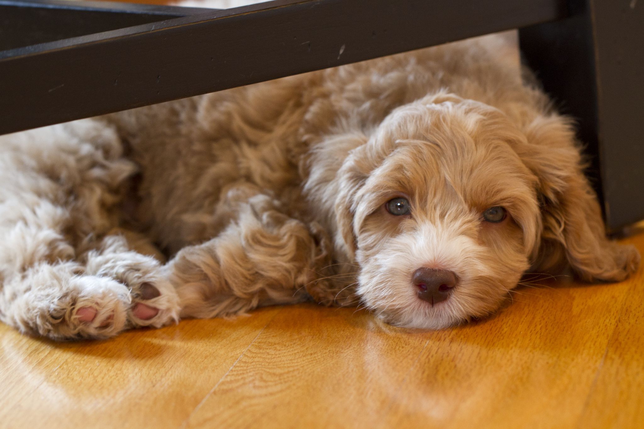 An Australian labradoodle puppy lounging.