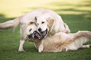 Golden retrievers playing
