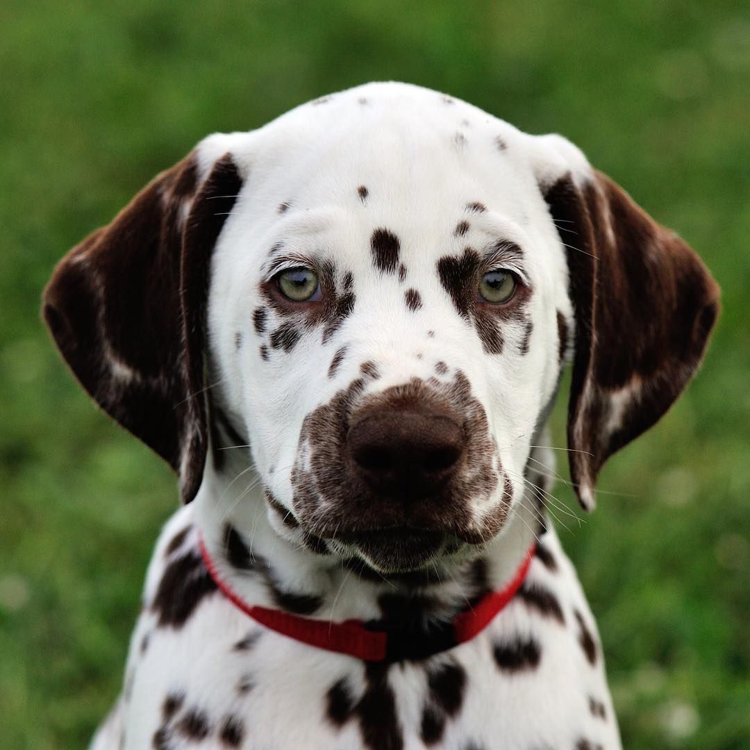 A close-up of a Dalmatian puppy.