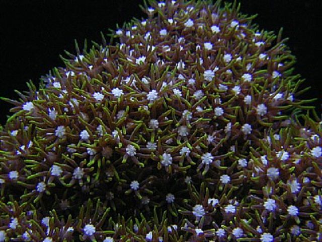 绿星珊瑚虫(Pachyclavularia sp.)