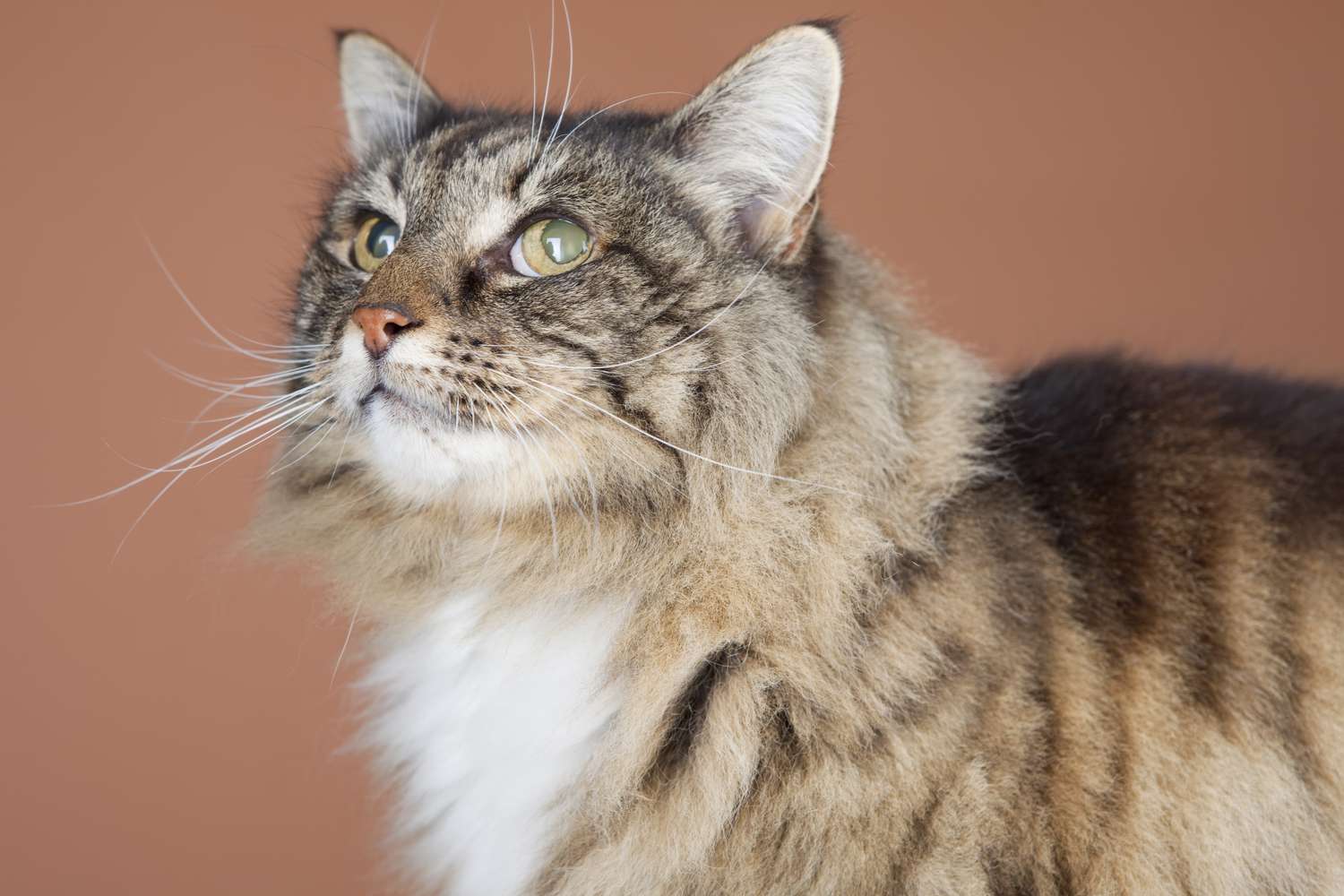 18岁的猫