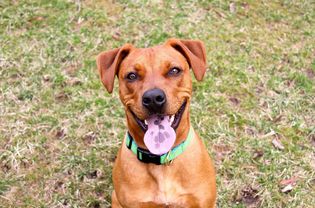 a mixed-breed dog headshot outdoors