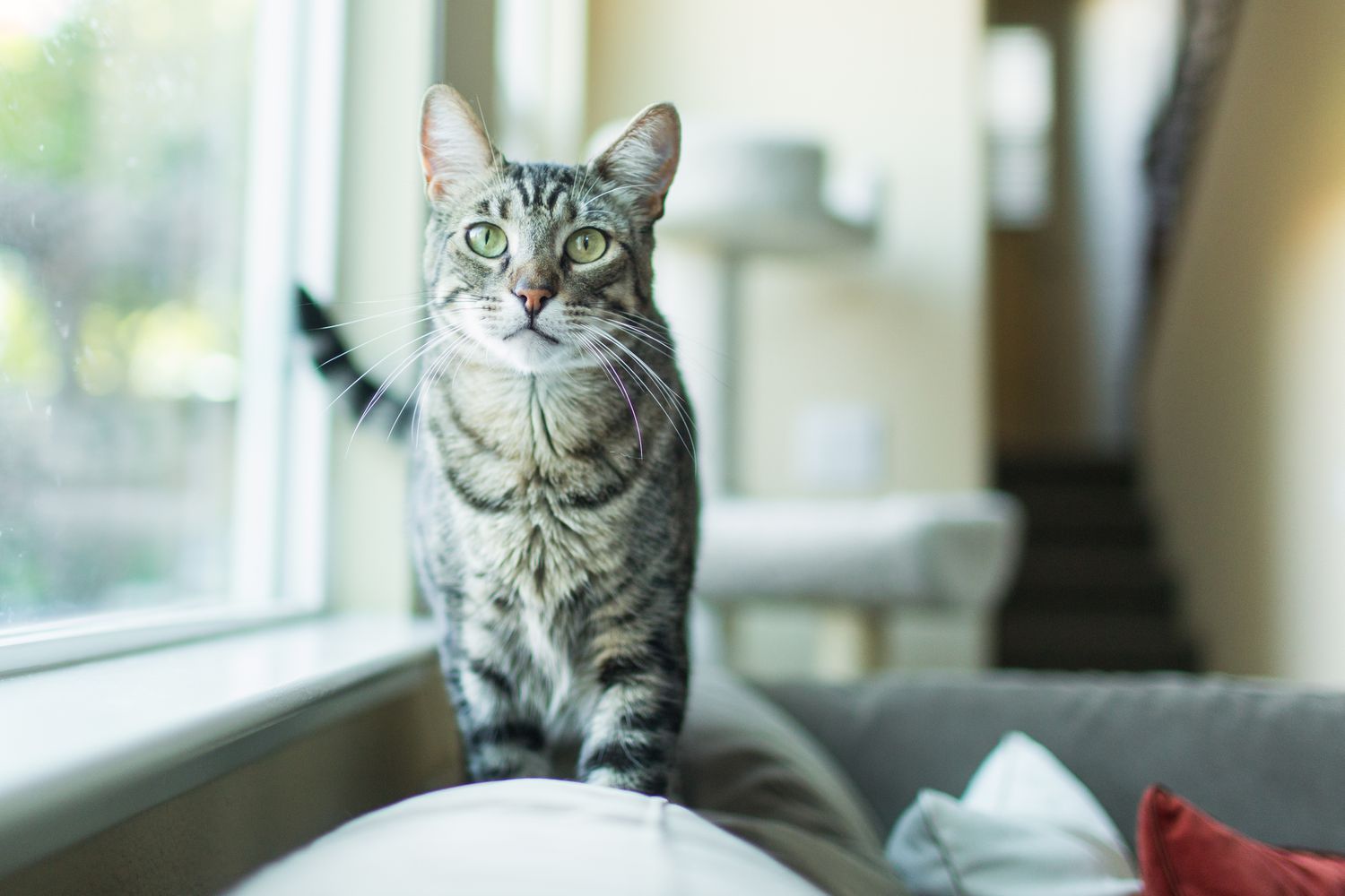 顽皮的虎斑猫在室内