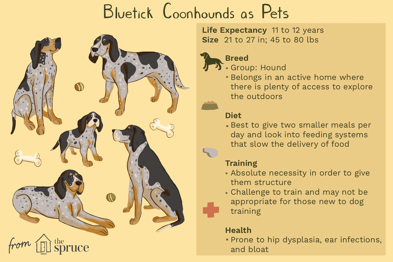 bluetick coonhounds as pets illustration