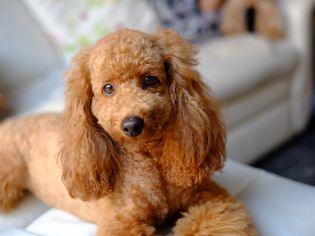 棕色贵宾犬坐在沙发上的肖像