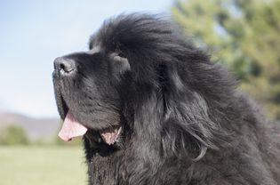 纽芬兰犬户外特写
