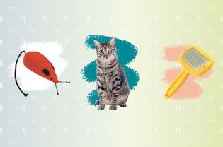 猫玩具，猫和钢丝刷在渐变背景上的合成