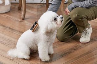 给比雄犬刷毛