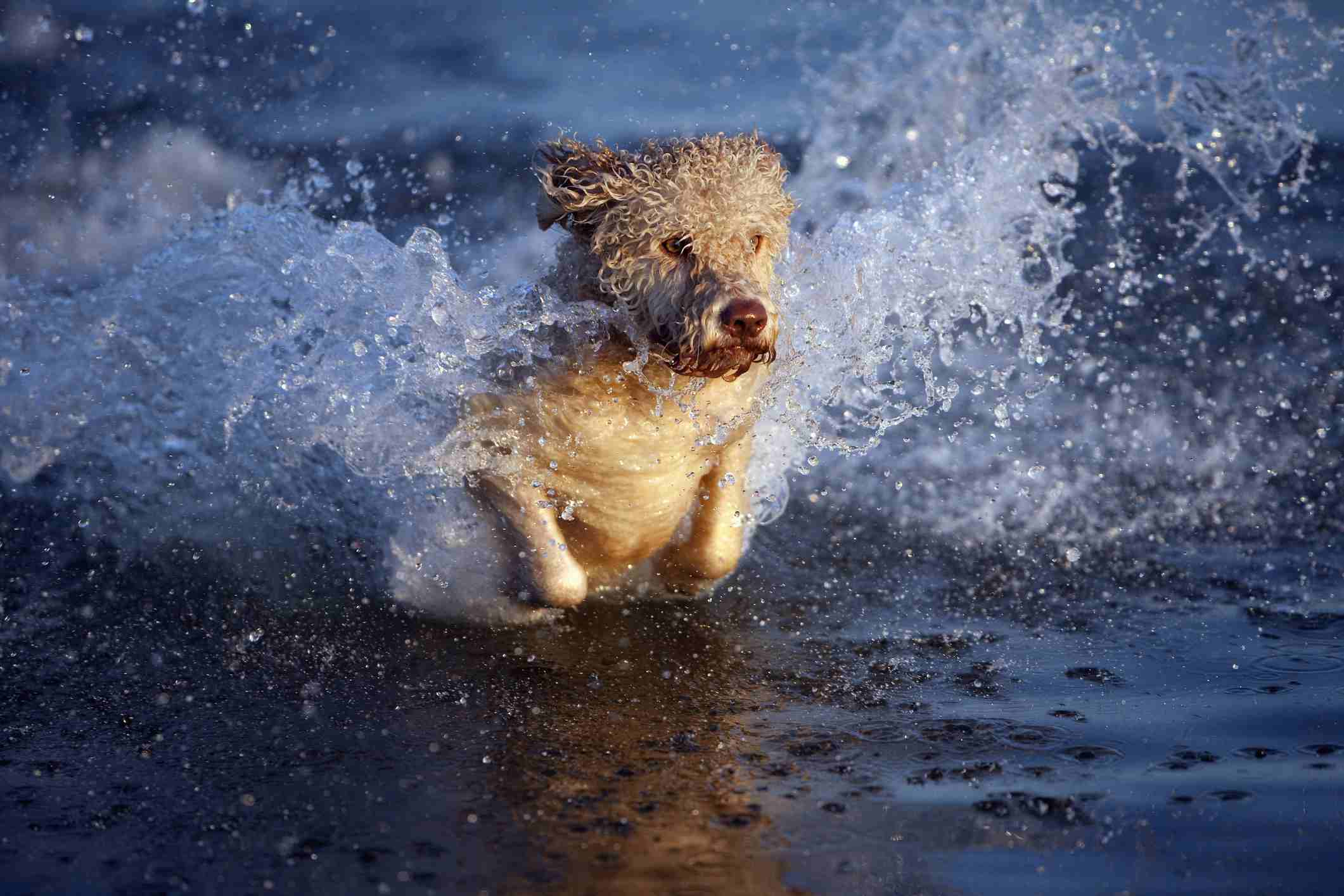 Portuguese Water Dog swimming
