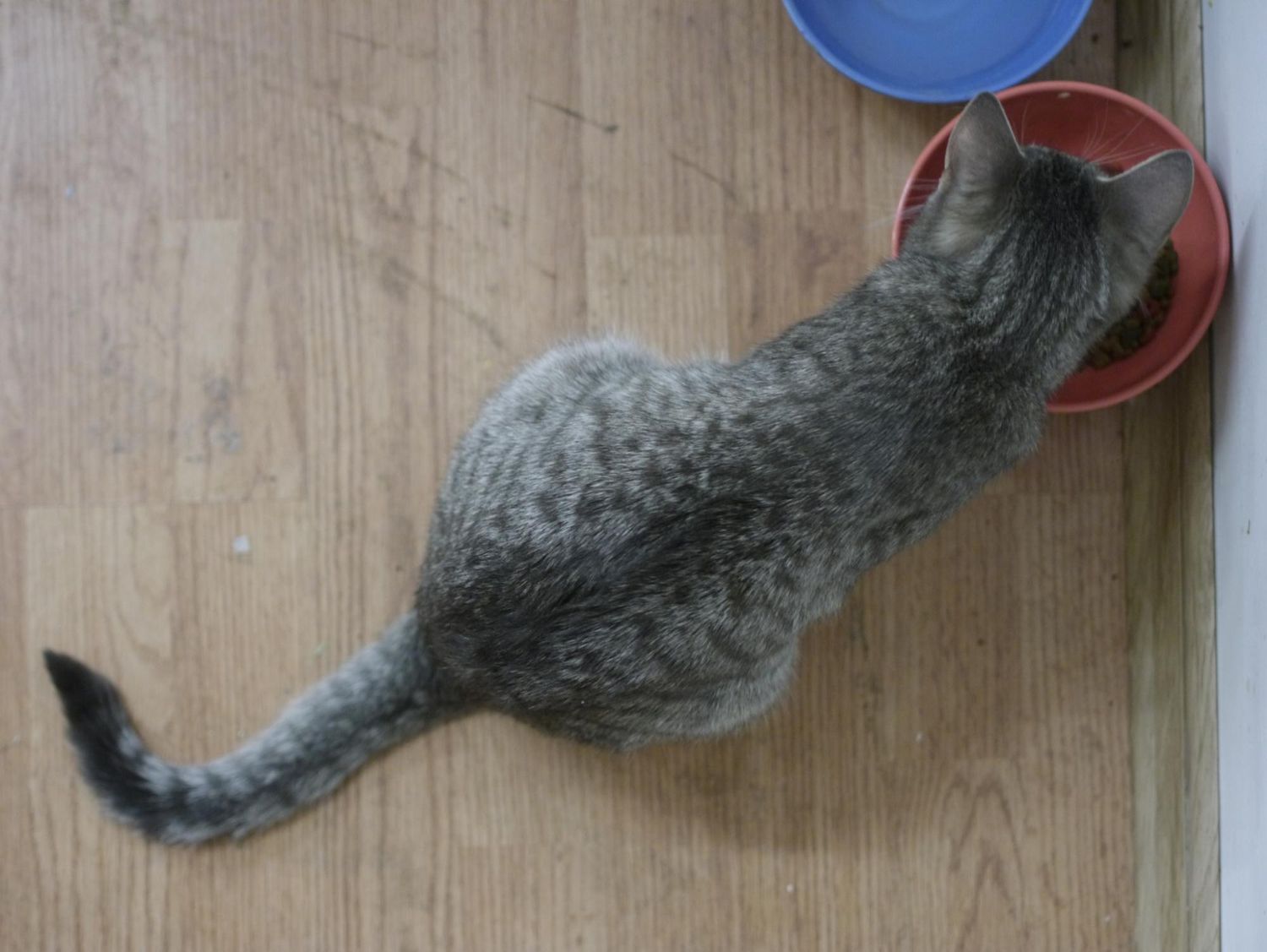 可爱的小花猫