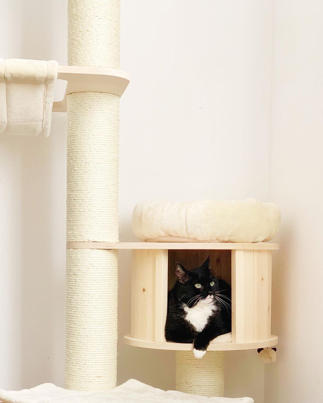 一只穿着燕尾服的猫站在猫树上。