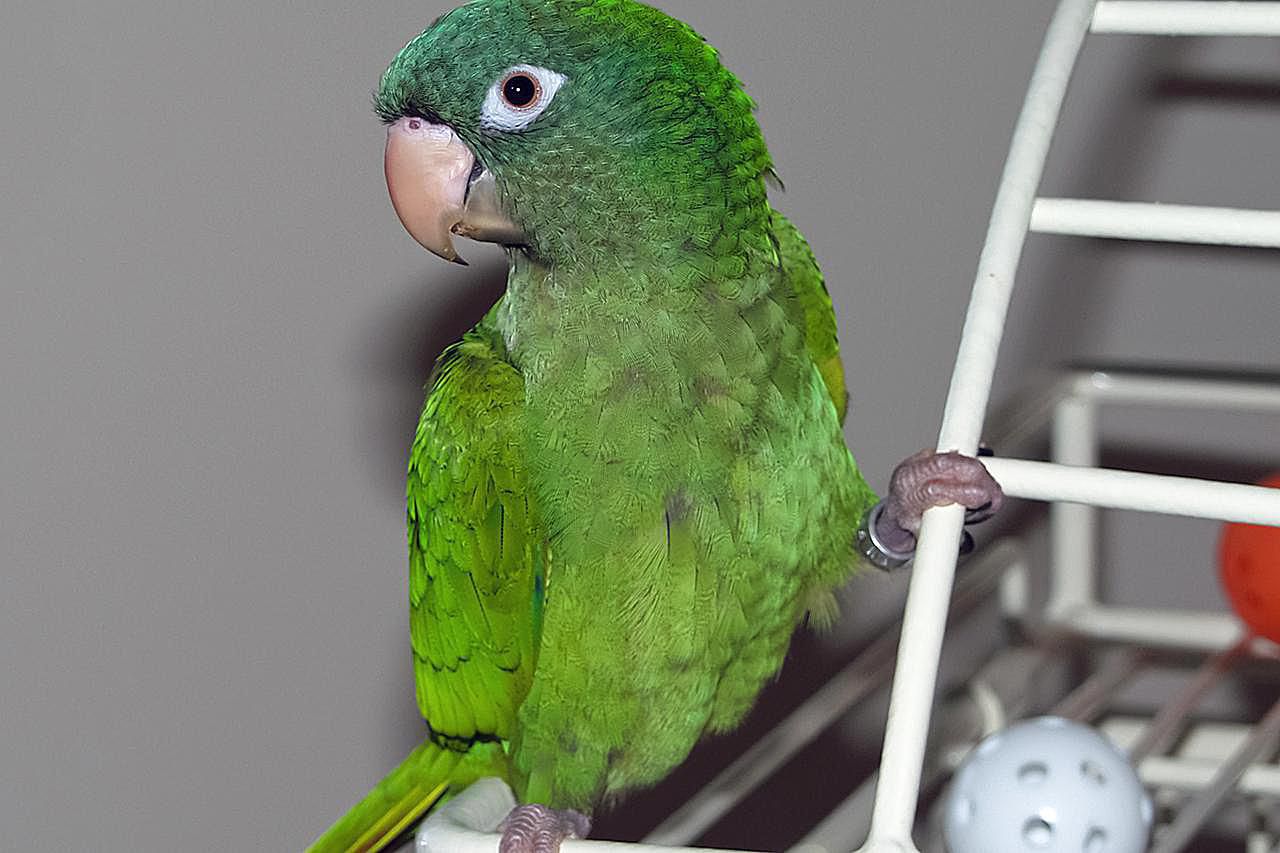 宠物蓝冠conure