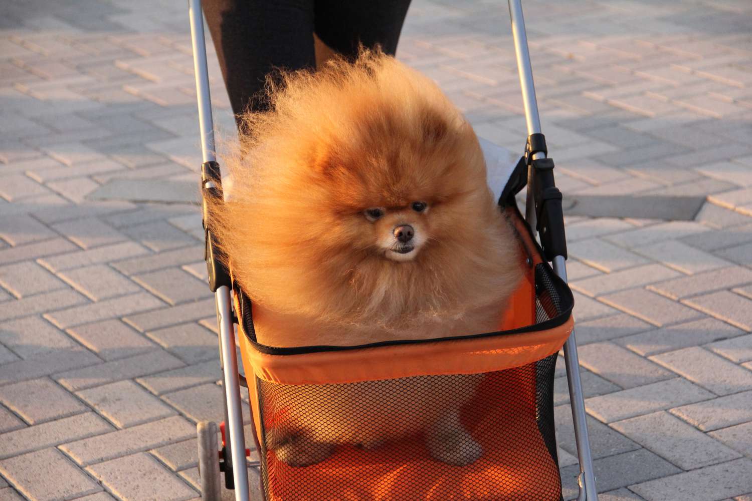 Red Pomeranian in dog stroller