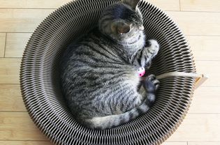 你认为猫咪挠痒痒纸板躺椅