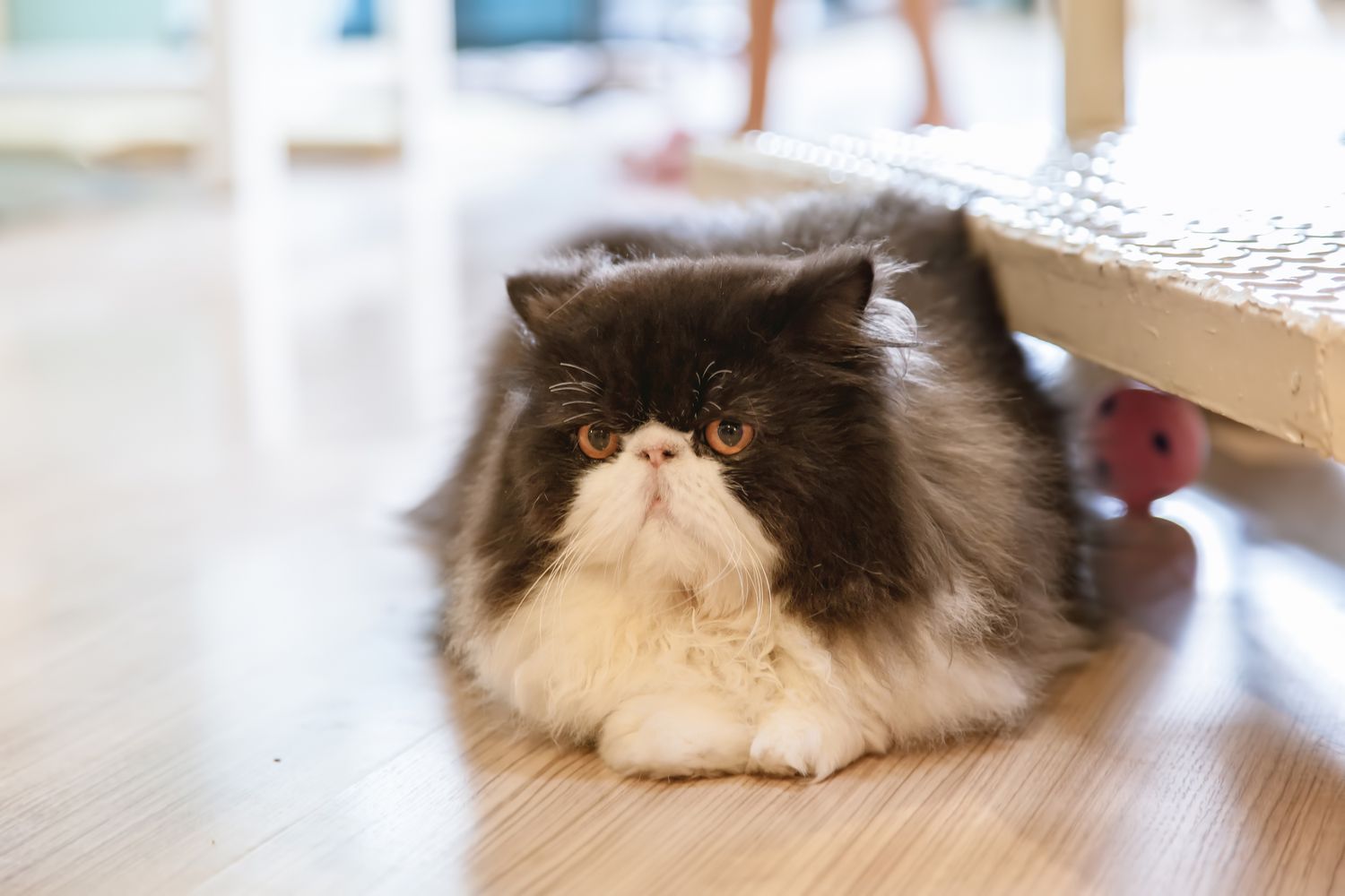 黑白相间的波斯猫躺在地板上