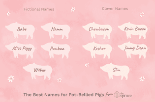 name ideas for pot bellied pigs