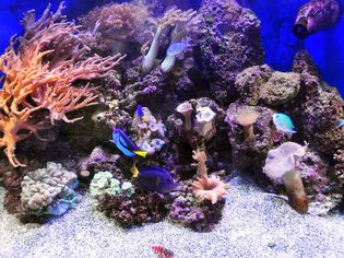 盐水水族馆