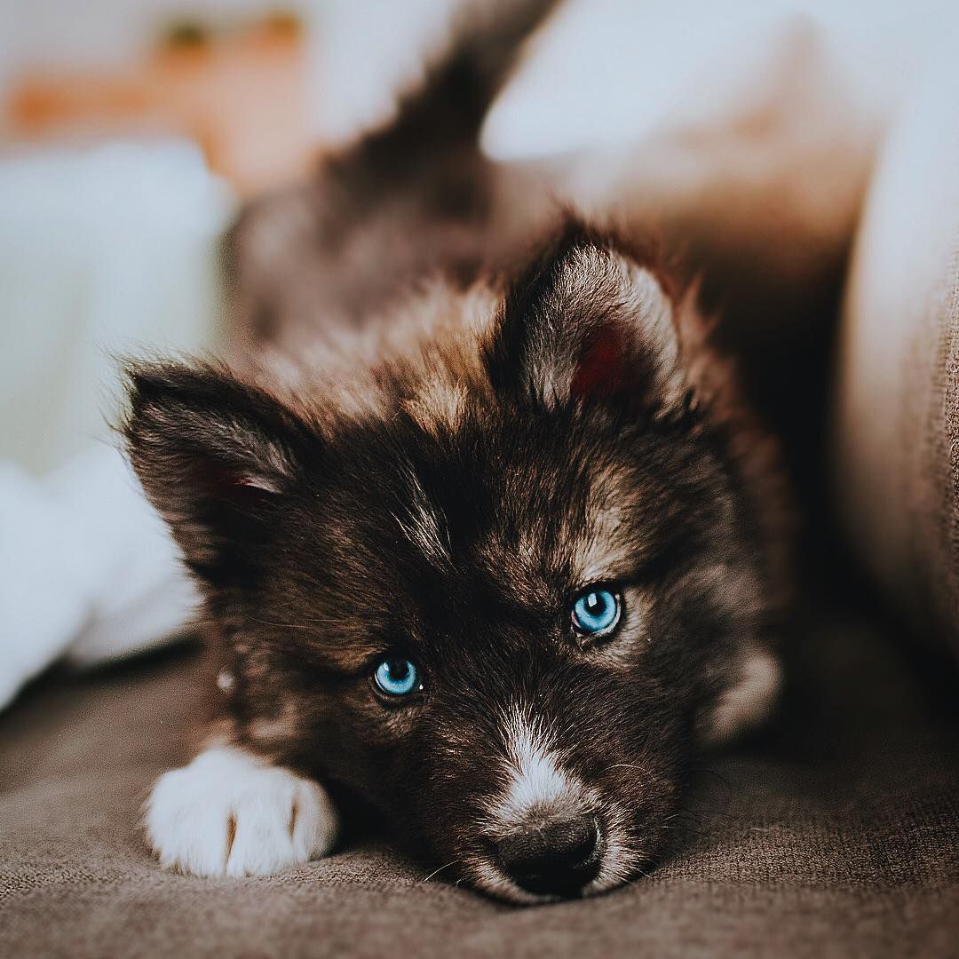 A close-up of a dark grey shepherd.