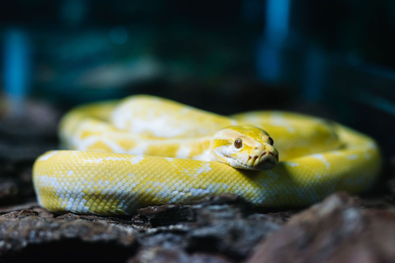 pet snake breeds