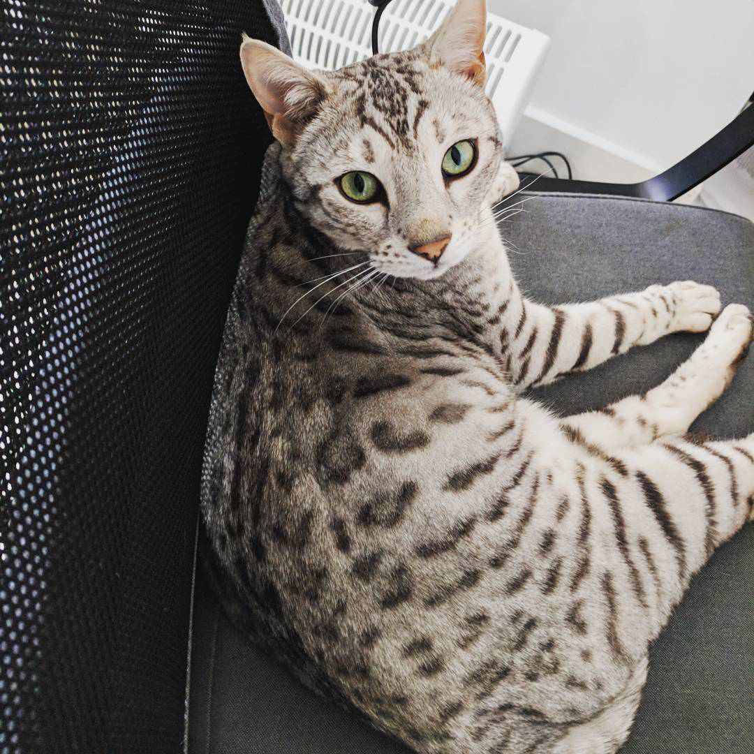 孟加拉猫