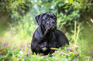 Cane corso dog outdoors