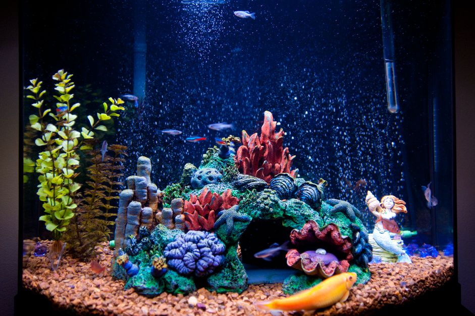 点燃的水族馆