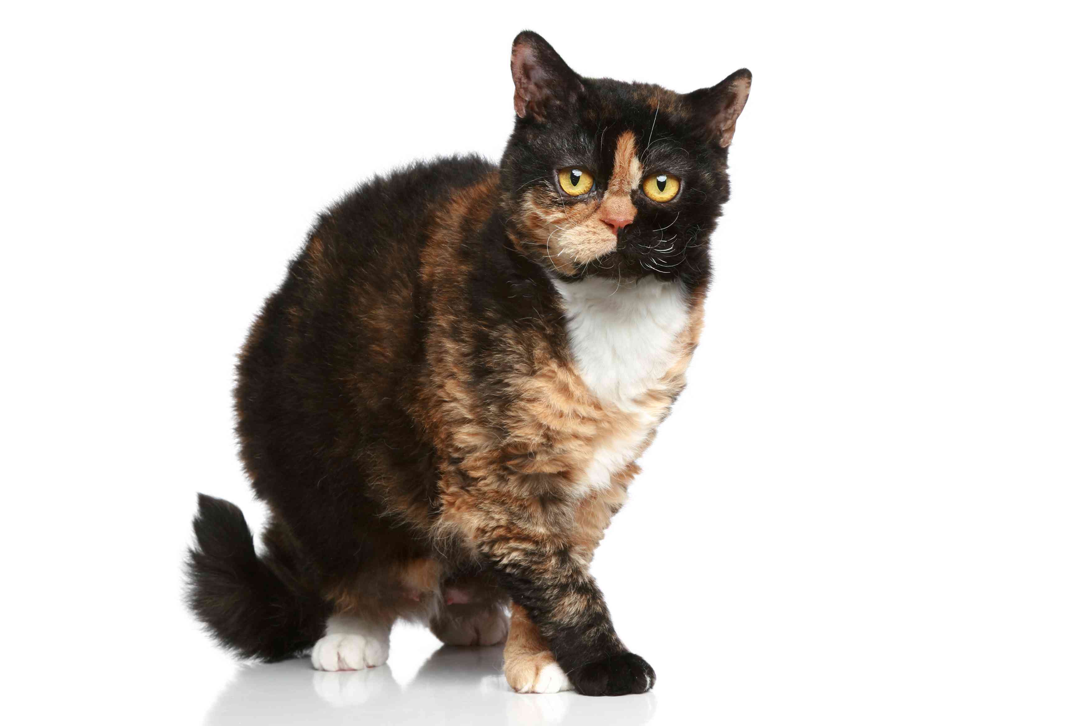 塞尔柯克雷克斯猫