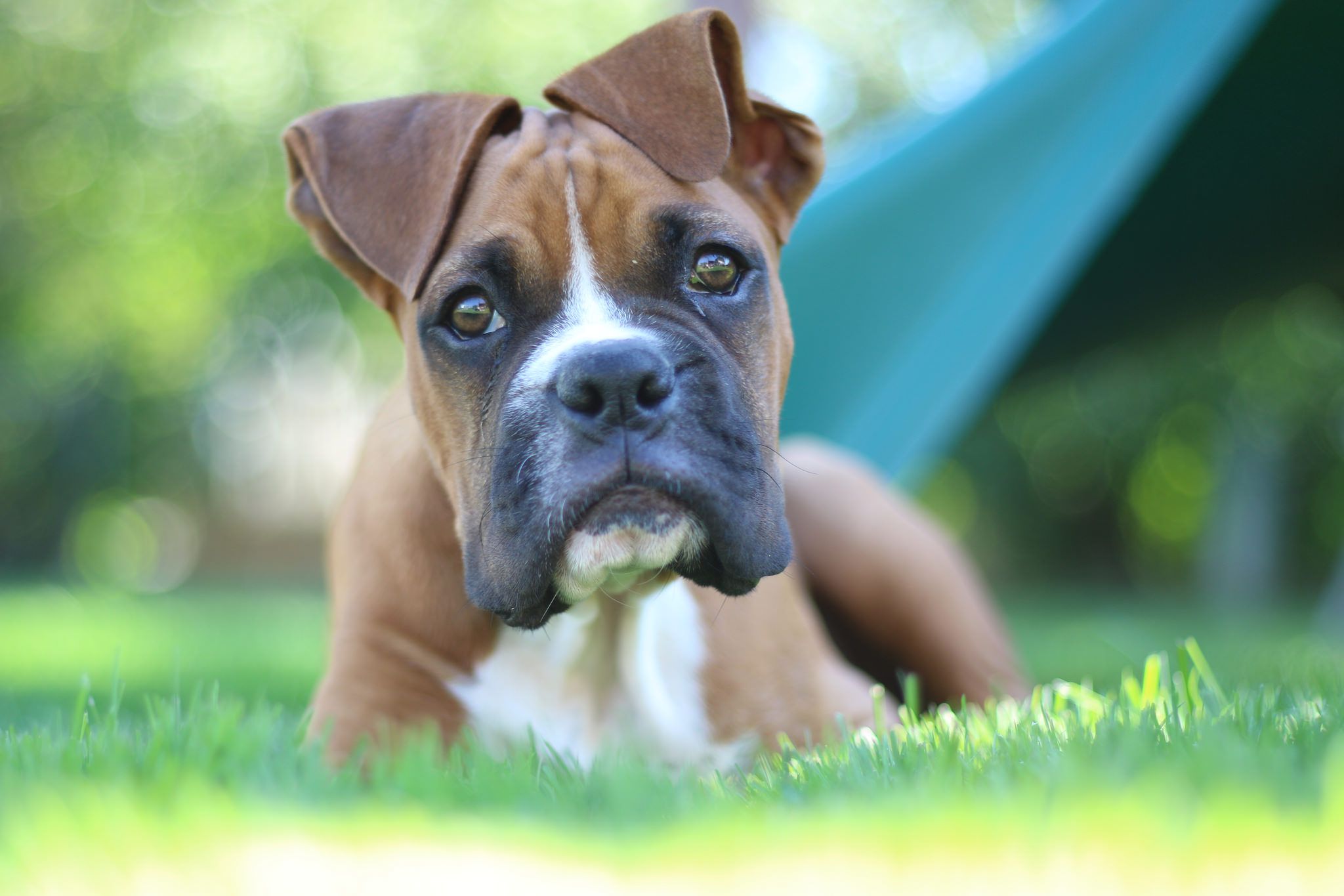 A boxer puppy looking into the camera.
