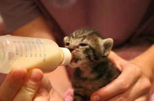 Om Feeding