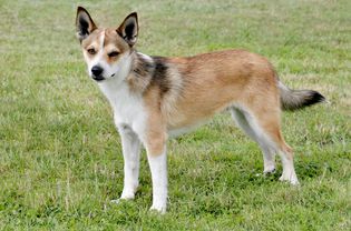 一只挪威隆德猎犬站在草地上