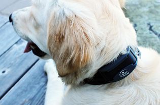 SportDOG FieldTrainer 425X Training Collar