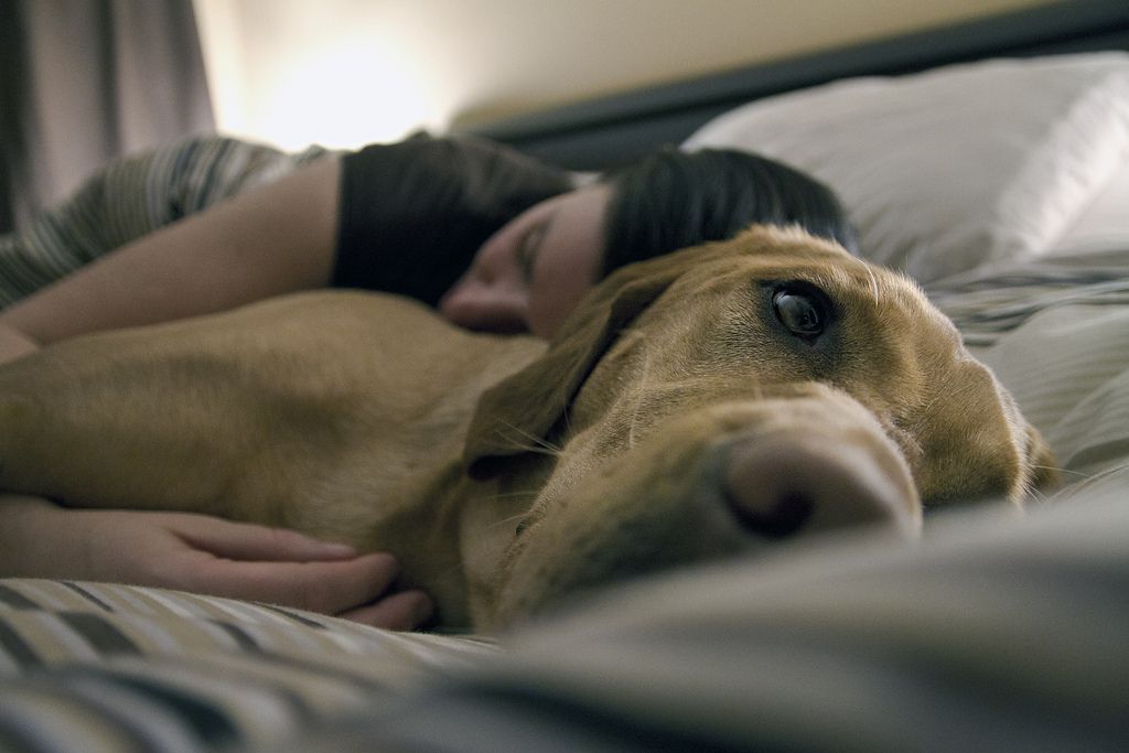Owner cuddling with their dog