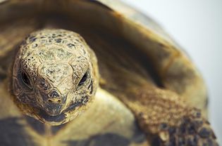 Portrait of a greek tortoise (testudo graeca).