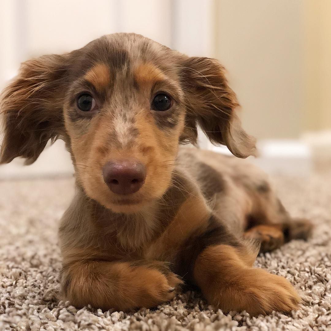 A close-up of a dachshund puppy.