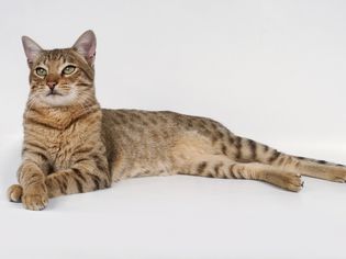 猫穿越爪子