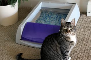 PetSafe ScoopFree超自洁猫砂盒