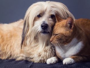 狗和猫躺在一起