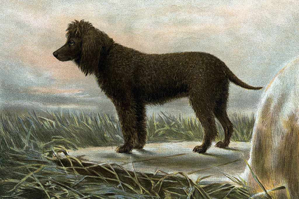 一只爱尔兰水猎犬的画(Vero Shaw)， 1881年