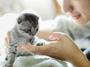 灰斑猫和一个女孩
