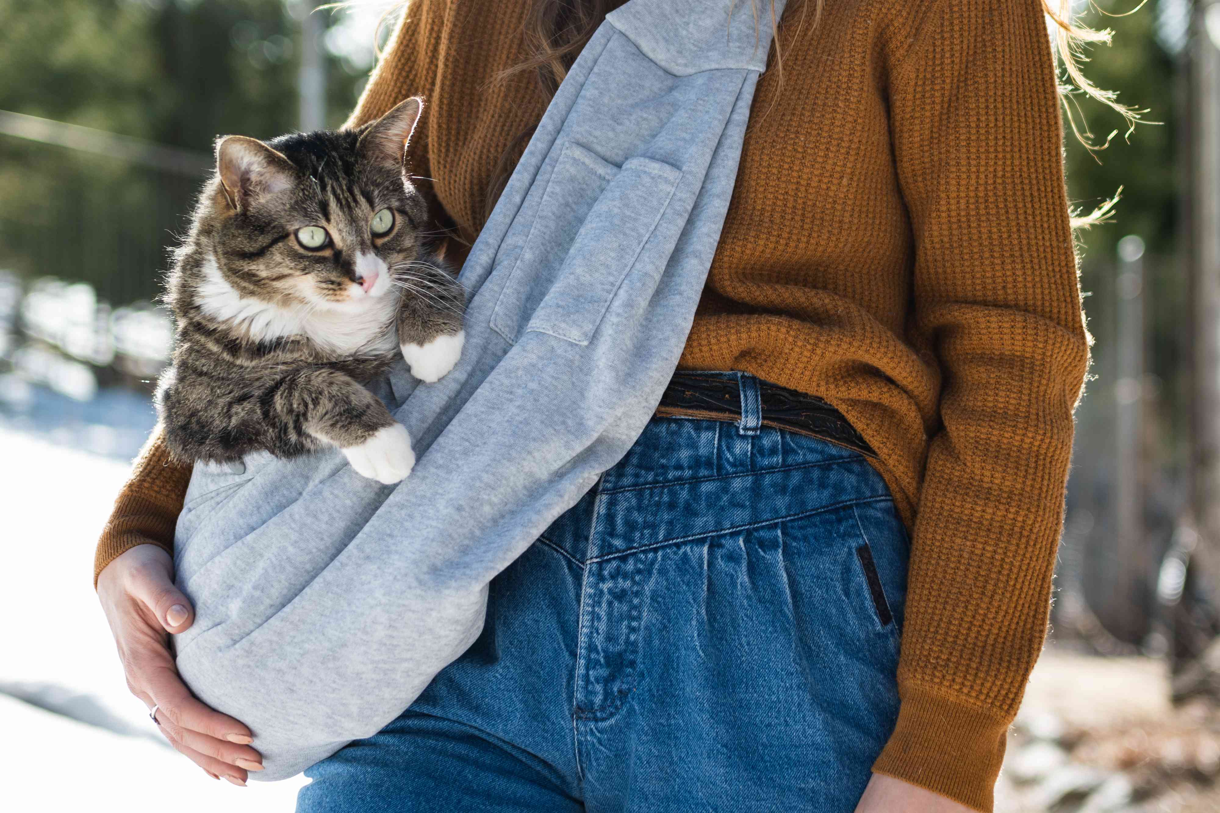 灰色的宠物车里装着棕色和白色的猫