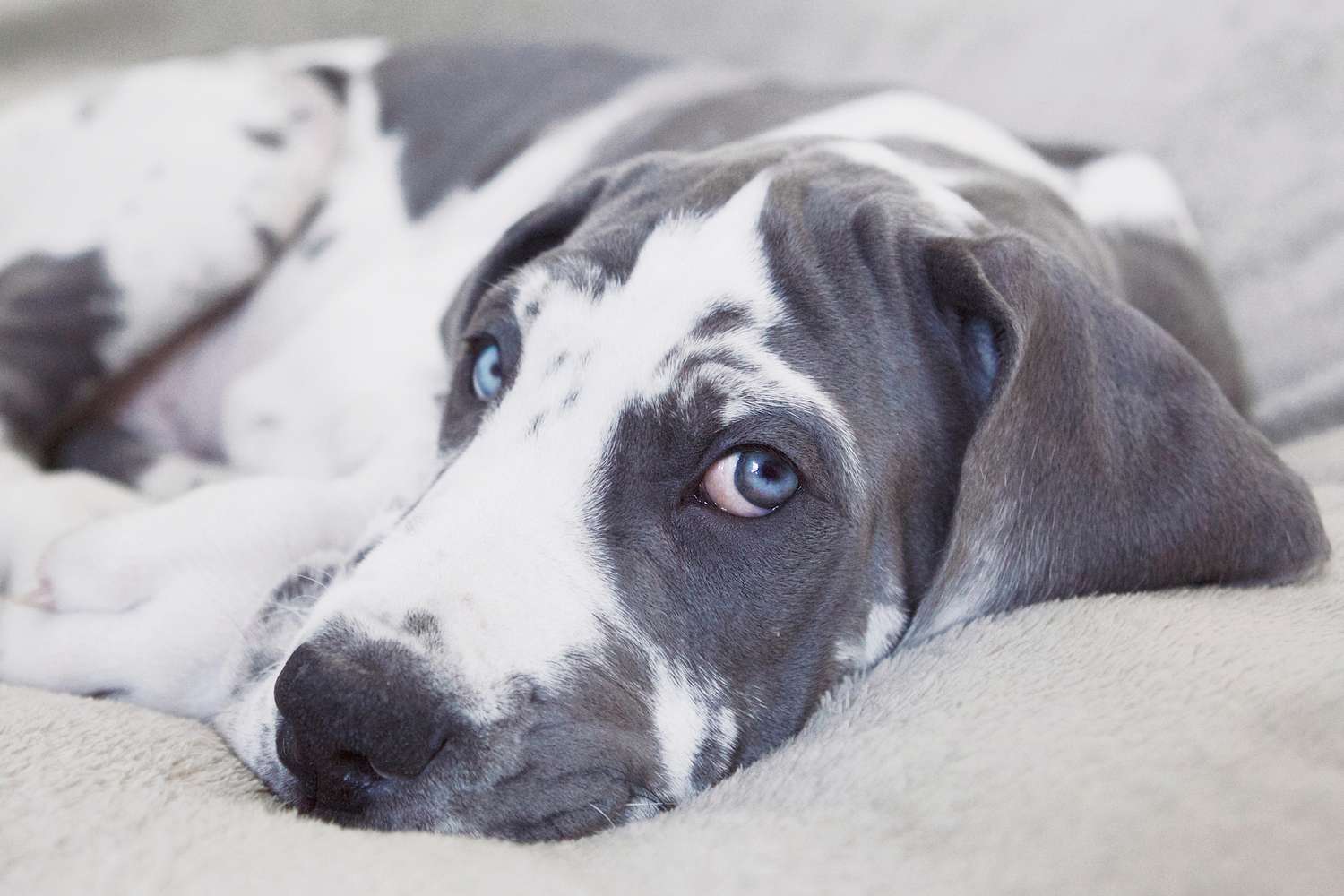 灰色和白色的大丹犬，蓝眼睛，垂着头
