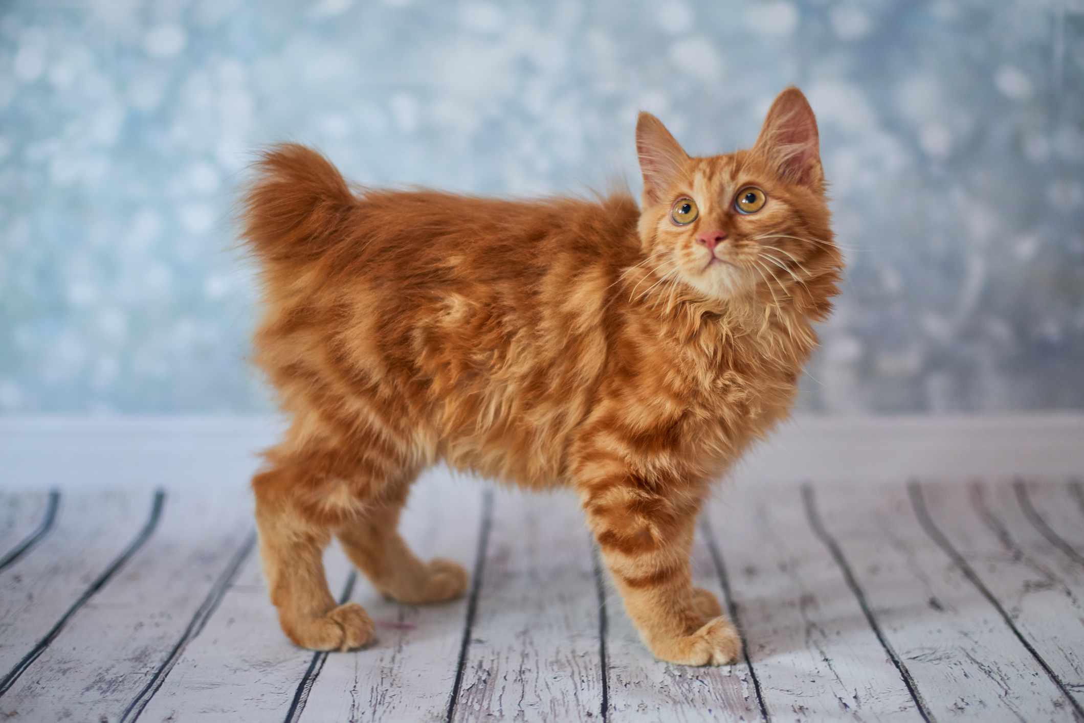 一只橙色的猫，尾巴短而短，正看着摄像机上方。