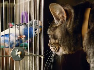 虎皮鹦鹉和猫隔着鸟笼面对面
