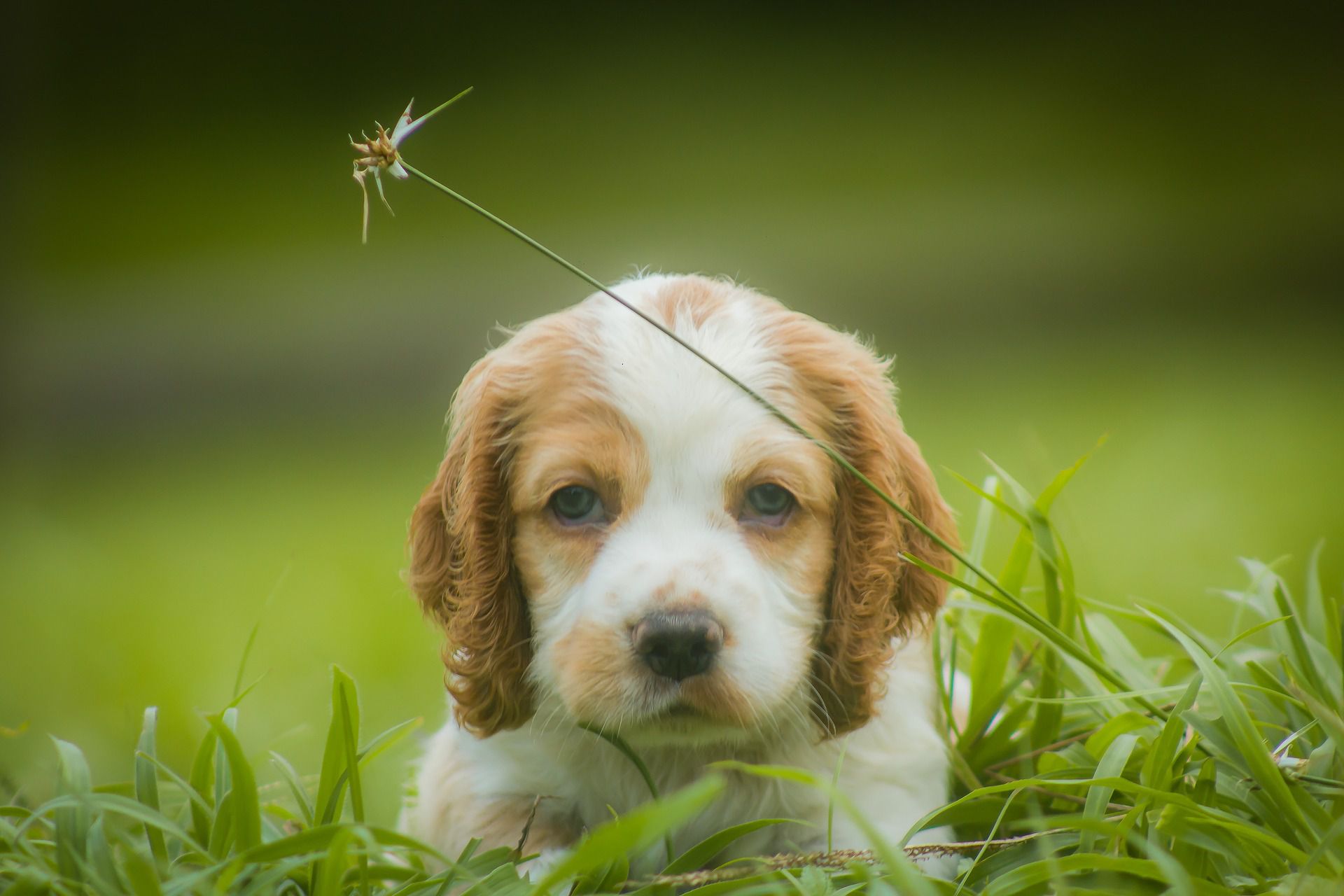 A cocker spaniel puppy looking into the camera.