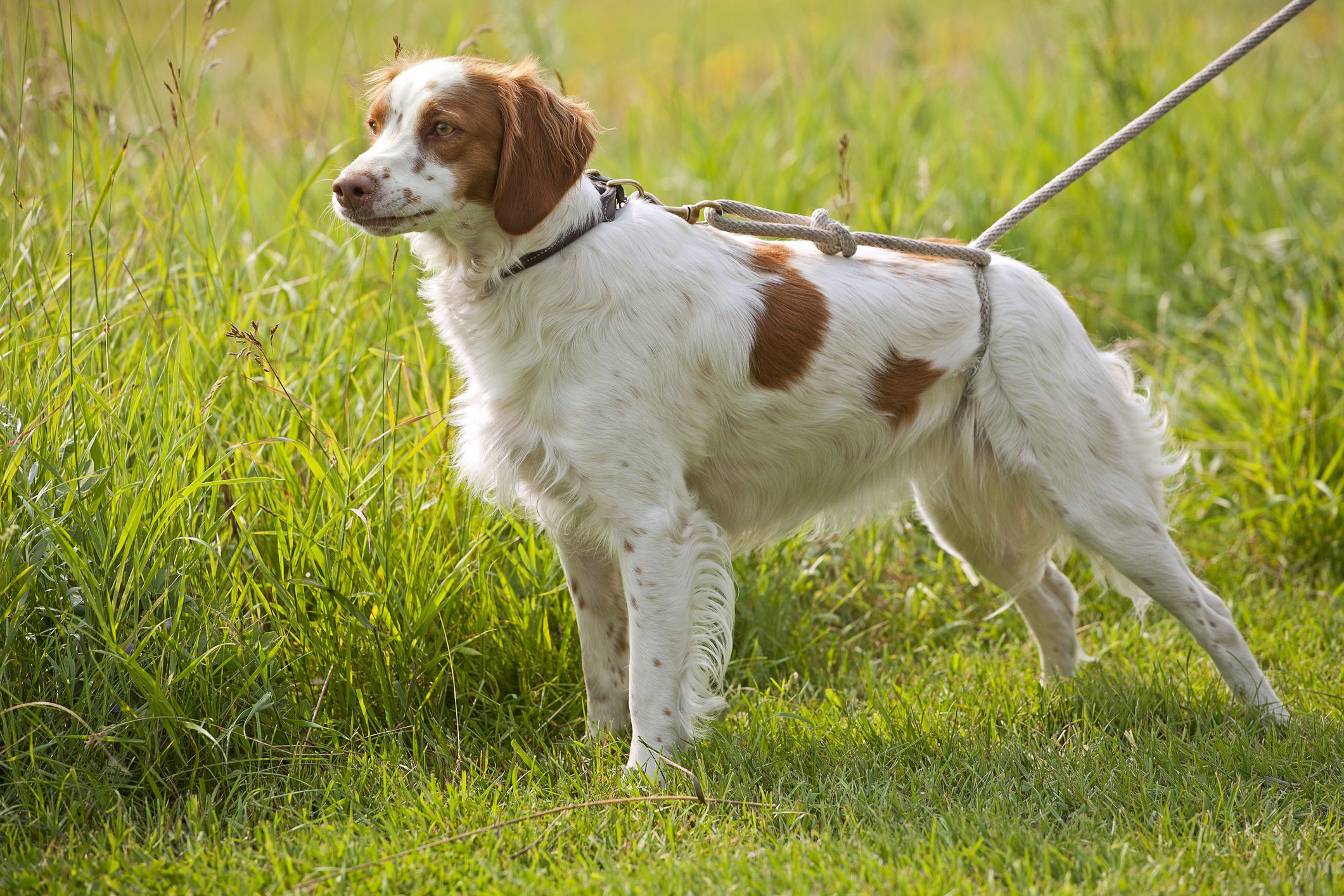 一只布列塔尼猎犬站在草地上的侧影