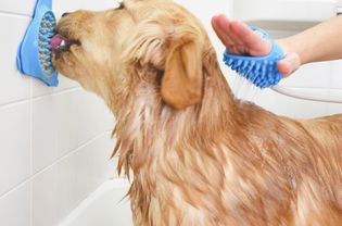Dog with Lick Mat